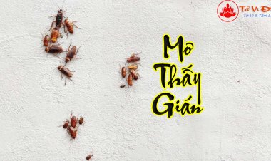 Mơ Thấy Gián Trên Tường Có Ý Nghĩa Tâm Linh Gì