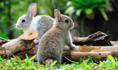 Mơ Thấy Con Thỏ Có ý Nghĩa Tâm Linh Gì?