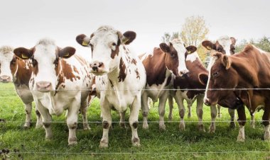 Mơ Thấy Con Bò Có Ý Nghĩa Tâm Linh Gì