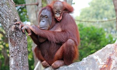 Nằm Mơ Thấy Đười Ươi Có Ý Nghĩa và Điềm Báo Gì