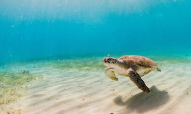 Nằm mơ thấy rùa biển có ý nghĩa tâm linh gì?