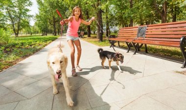 Nằm mơ thấy chó bỏ chạy có ý nghĩa gì