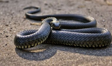 Nằm mơ thấy rắn mang thai có ý nghĩa gì