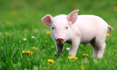 Ý Nghĩa Tâm Linh Nằm Mơ Thấy Con Lợn