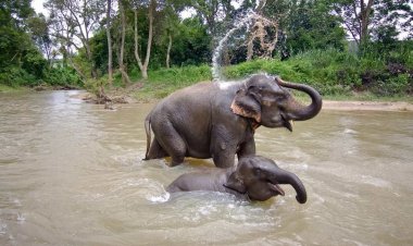 Ý nghĩa tâm linh của giấc mơ thấy voi