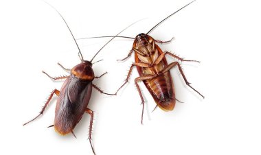 Ý nghĩa tâm linh của giấc mơ thấy gián